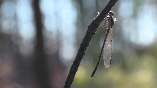 Gemeine Winterlibelle, Sympecma fusca mit Schneeflocken, &uuml;berwintert am Waldrand bei Schnee und Raureif, Winterruhe, Makroaufnahme