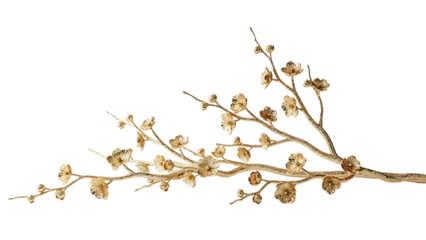 A close-up of a dried flower branch with tiny seed pods and buds arranged along the stem on transparent background