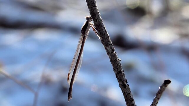 Winterlibelle, Sympecma fusca &uuml;berwintert am Waldrand bei Schnee und Raureif, Winterruhe, Makroaufnahme, Teichjungfer