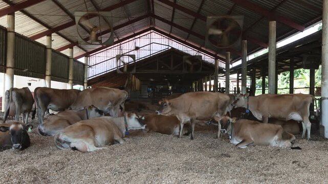 Dairy cattle in a compost barn system - C&aacute;ssia dos Coqueiros, S&atilde;o Paulo, Brazil 