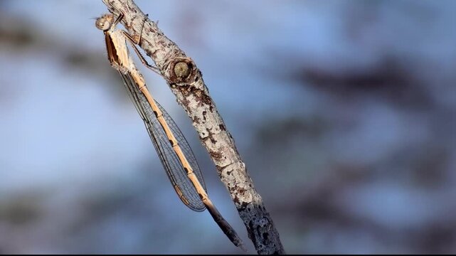 Gemeine Winterlibelle, Sympecma fusca &uuml;berwintert an &Auml;stchen am Waldrand bei K&auml;lte und Wintersonne, Winterruhe, Makroaufnahme