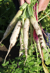 Harvested daikon radish root