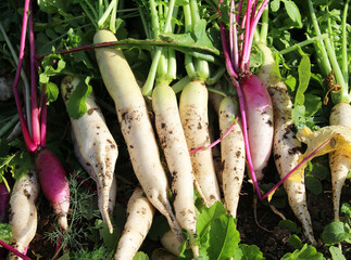Harvested daikon radish root