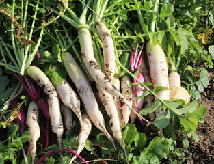 Harvested daikon radish root