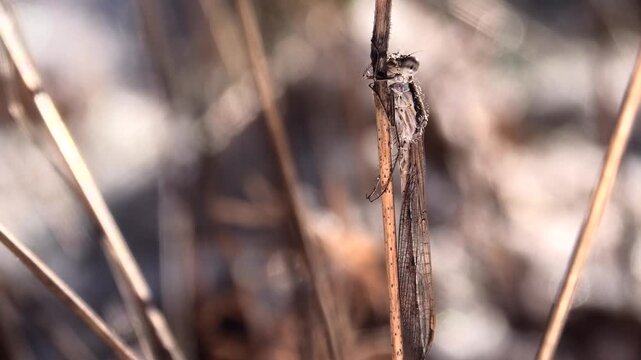 Gemeine Winterlibelle mit Morgentau, Sympecma fusca &uuml;berwintert am Waldrand gut getarnt an Grashalmen, Teichjungfer, Winterruhe, Makroaufnahme, 