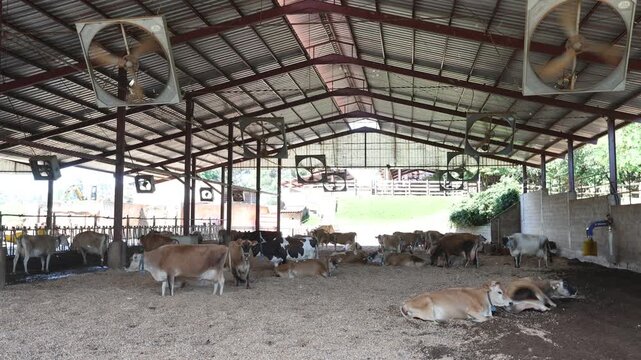 Dairy cattle in a compost barn system - C&aacute;ssia dos Coqueiros, S&atilde;o Paulo, Brazil 