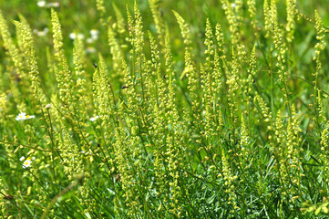 Reseda lutea as a weed growing in the field