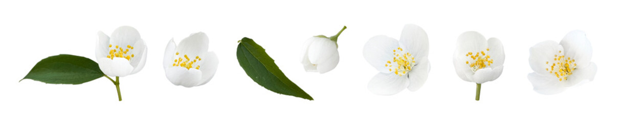 Isolated White Jasmine Flowers
