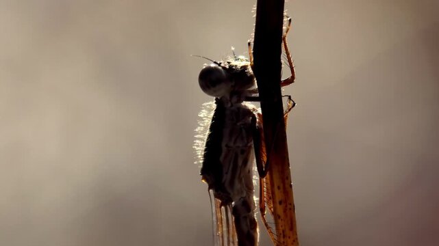 Gemeine Winterlibelle, Sympecma fusca bewegt sich in der Wintersonne, &Uuml;berwinterung am Waldrand bei Schnee und Raureif, Winterruhe, Makroaufnahme