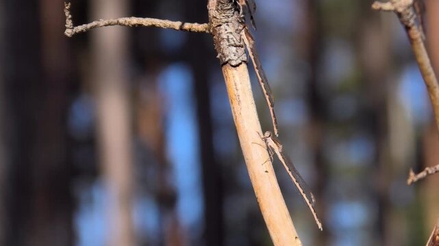 Zwei Gemeine Winterlibellen, Sympecma fusca bewegen sich in der Wintersonne, &Uuml;berwintern am Waldrand bei Schnee und Raureif, Winterruhe, Makroaufnahme