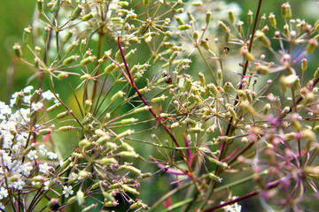 In the wild is growing Falcaria vulgaris