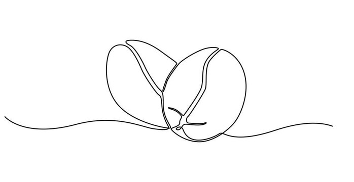 Coffee beans animation. Coffee grain continuous line drawing animated video, Animated self drawing of continuous line draw healthy organic roasted hot coffee bean. Full length single line, Coffee bean