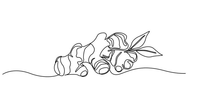 Animation of one line drawing healthy organic ginger for farm logo identity. Fresh flowering plant rhizome concept herbaceous perennial icon. Continuous line self draw animated. Full length motion.