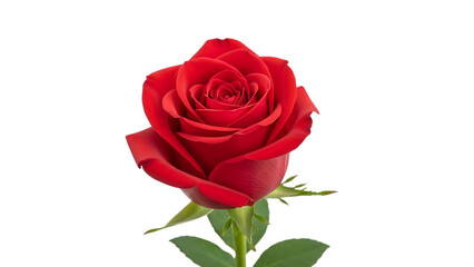 Rose flower love background isolated on white cut out on PNG. AI GENERATED.