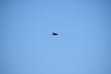 A lone bird soars gracefully through the vast, clear blue sky on a bright day