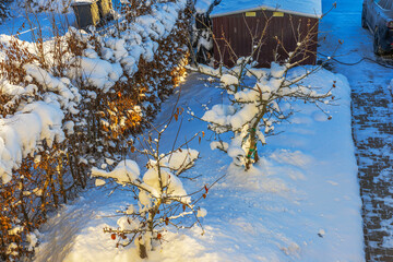 Beautiful view of snow covered fruit trees and hedge with stone walkway leading from parking to residential villa in winter sunlight. Sweden.
