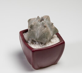 Astrophytum Coahuilence Kikko Cactus. Isolated on white background. Close Up