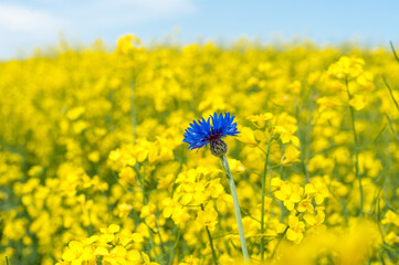 Rapeseed Field With Bright Blue Cornflower in Yellow Background. Shallow Depth Of Field.