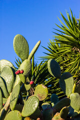 Desert Cactus and Agave Plant Scene Under Bright Blue Sky With Green Succulents
