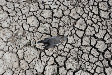 The drought affecting the whole world is also causing the death of birds from time to time in the Kabaklı pond in Diyarbakır.