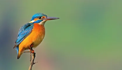 Fotobehang IJsvogel Common Kingfisher (Alcedo atthis) is a species commonly seen in wetlands in Europe and Asia  © selim
