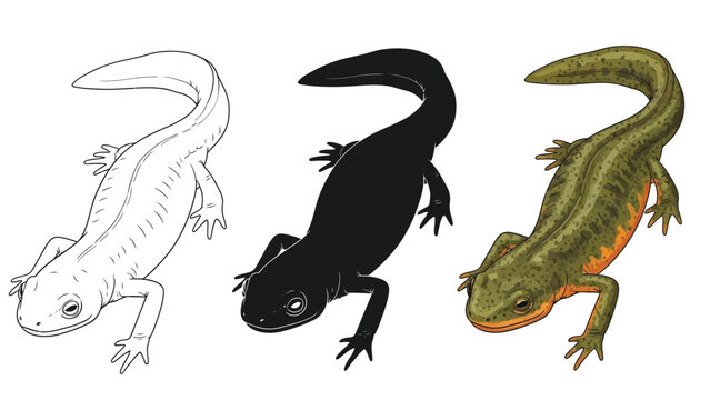 Three variations of a newt illustration line art, silhouette and full color realistic drawing