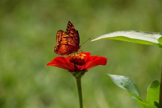 Tiger butterfly in the Brazilian Cerrado