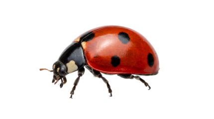 A ladybug with red and black spots on transparent background