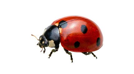 A ladybug with a red shell and black spots on transparent background