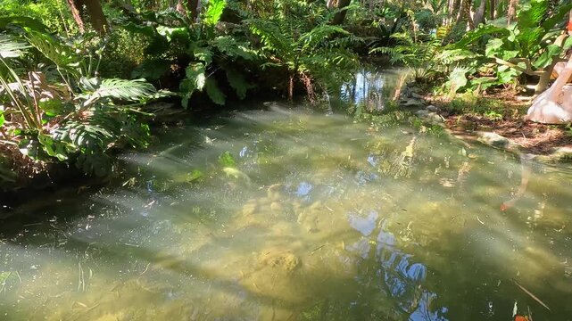 Footage of a gorgeous landscape at Pinecrest Gardens in Pinecrest  Florida USA