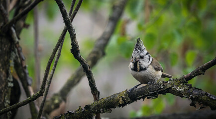 Crested tit (Lophophanes cristatus) perched on a branchwith a caterpillar in its beak. © ingrid