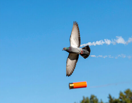 A surrealistic image of a pigeon soaring like a jet with smoke trails, outmaneuvering a flying shotgun shell. A powerful metaphor for survival, irony, and freedom in the bright blue sky.