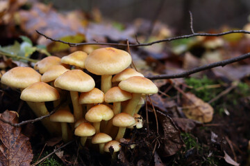 Honey agaric, close-up. Poisonous or inedible mushrooms in the forest in autumn. A cluster of wild mushrooms growing among moss on a fallen tree trunk. Nature. Mushrooms with selective focus