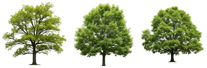 collection set group of tree isolated on white background PNG stock image .oak