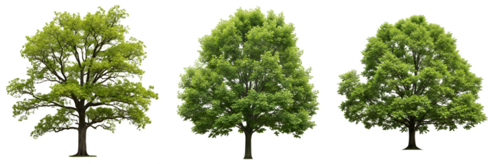 collection set group of tree isolated on white background PNG stock image .oak