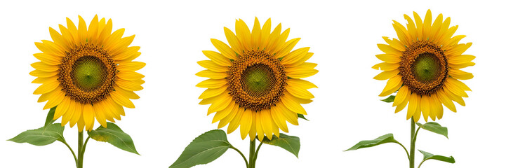 set, collection high quality fille Helianthus isolated on white background PNG image stock photo, PNG,,,