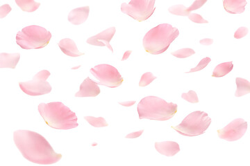 Pink rose petals floating on transparent background. Romantic decoration. Valentine&rsquo;s Day design.