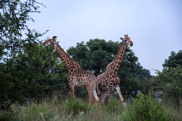 Fototapeta premium Two giraffes standing back to back, surrounded by green foliage