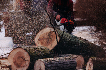 Lumberjack woodcutter with chainsaw in uniform cutting a massive tree in the winter forest, logger sawing and chopping firewood timber tree trunk on sawmill, lumberman at work, sawdust and woodchips