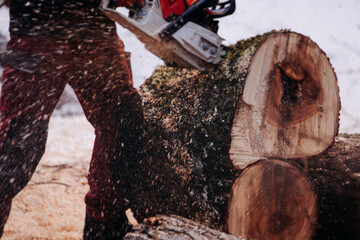 Lumberjack woodcutter with chainsaw in uniform cutting a massive tree in the winter forest, logger...
