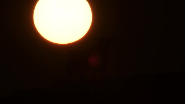 Osborne bull silhouette with the sun going down. Time Lapse