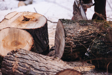 Lumberjack woodcutter with chainsaw in uniform cutting a massive tree in the winter forest, logger sawing and chopping firewood timber tree trunk on sawmill, lumberman at work, sawdust and woodchips © tsuguliev