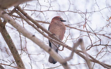 Winter landscape with a cute jay bird sitting on a tree in the snow