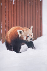 Winter landscape with cute animals, a red panda, in the snow