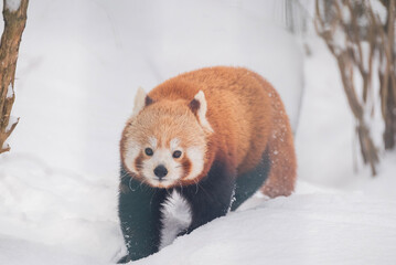 Winter landscape with cute animals, a red panda, in the snow