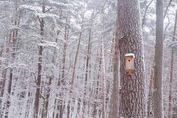 Winter forest, tree branches covered in snow in December with a bird feeder and a house for birds and squirrels