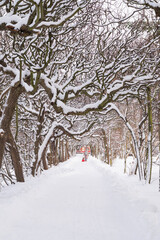 Winter landscape of Oliwa Park in Gdansk, tree branches all covered in snow in December nearby