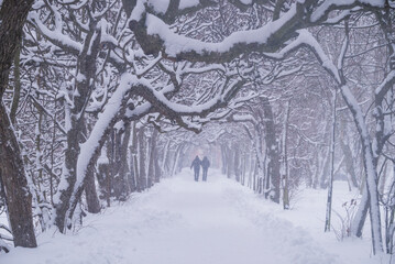 Winter landscape of Oliwa Park in Gdansk, tree branches all covered in snow in December nearby