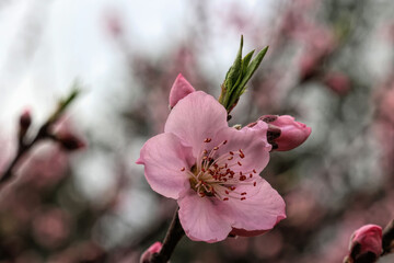 peach tree blossom