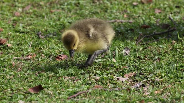 Close up of a beautiful yellow fluffy greylag goose baby gosling in spring, Anser anser is a species of large goose in the waterfowl family Anatidae
